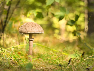 mushroom in the forest