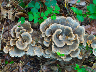 mushrooms on a tree