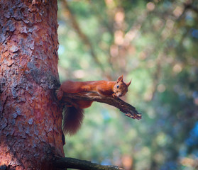squirrel on the tree