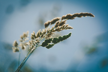 Reed beautiful silhouette on blurred sunny background.