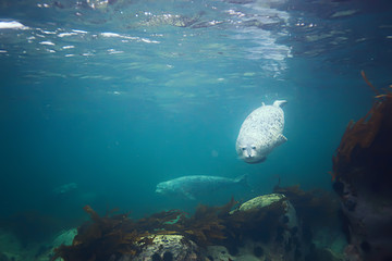 seal underwater photo in wild nature