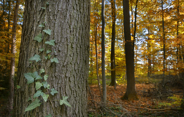 Naklejka premium Herbst im Wald
