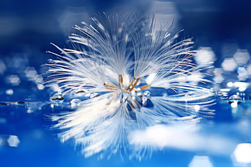 Naklejka premium dandelion seeds on a light blue background, lightness, holiday