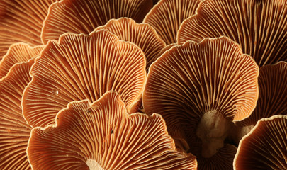 mushrooms forest nature season close - obrazy, fototapety, plakaty