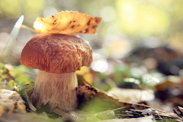 mushrooms forest nature season close