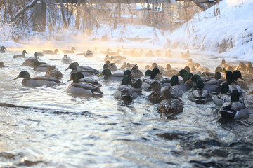 bird on winter pond ducks overwinter