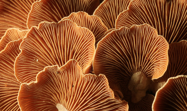 mushrooms forest nature season close