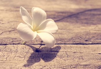Beautiful plumeria or temple,spa flower on rustic wood background