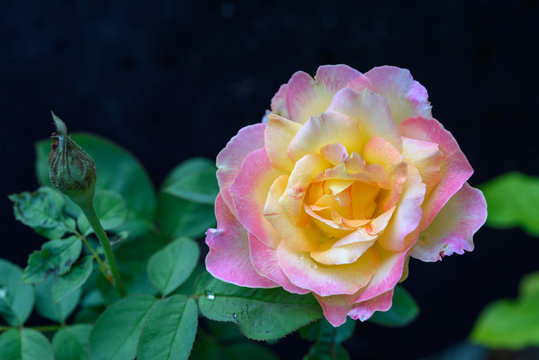 Close up beautiful pink roses flower in garden outdoor dark background
