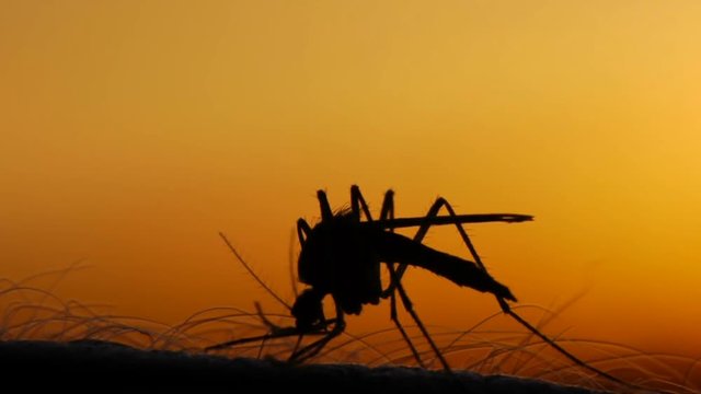 Mosquito blood sucking on human skin on sun background
