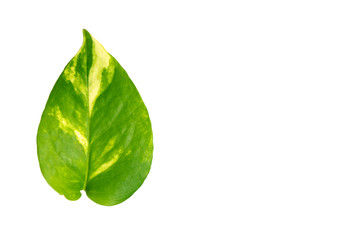 Devil,s ivy, Golden pothos leaf isolated on white background