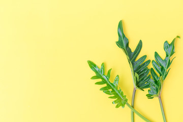 Flat lay Philodendron tropical leaf on yellow background,top view