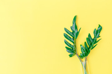 Flat lay Philodendron tropical leaf in glass tube vase on yellow background,top view