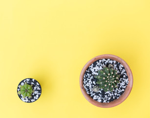 Flat lay small cactus in flowerpot on yellow background,top view