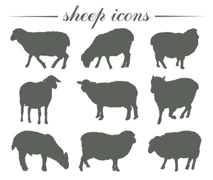 animal husbandry. breeding of sheep. set of vector silhouettes on white