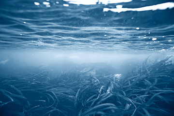 laminaria sea kale underwater photo ocean reef salt water