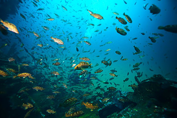 Naklejka na ściany i meble marine animals underwater photo