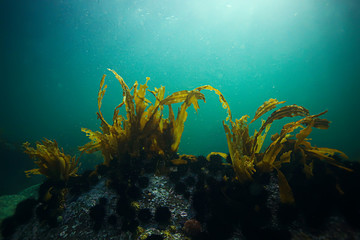 laminaria sea kale underwater photo ocean reef salt water
