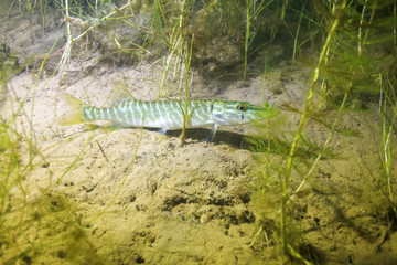 Floating pike in water with algae