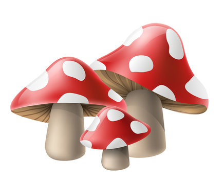 Poisonous red mushroom cluster with white spots, for autumn and fall season design. Vector illustration, isolated on white