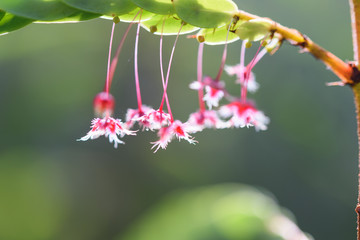 Small beautiful red flowers with green leaf background