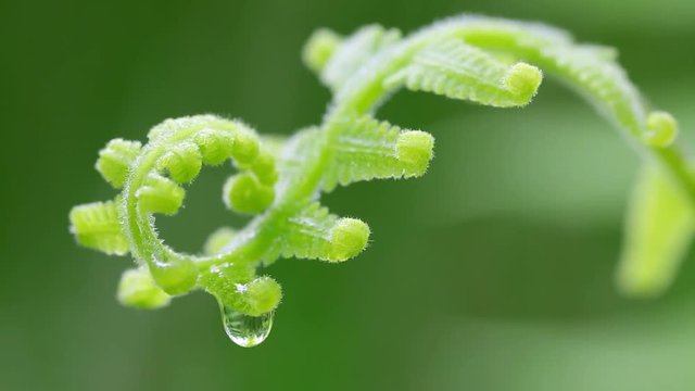 Spiral shape fern frond with Water droplet Swaying in the Wind 