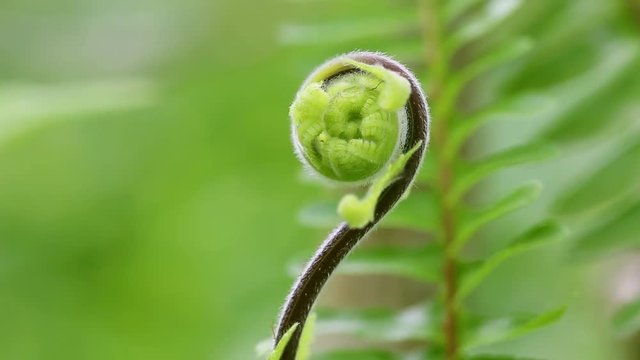 Spiral shape fern frond with Water droplet Swaying in the Wind 