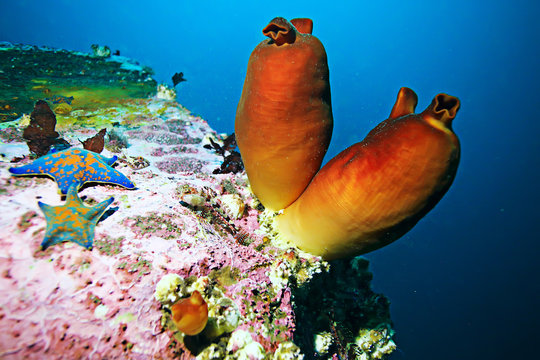 ascidia purple underwater photo coral reef