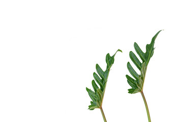 Flat lay Philodendron tropical green leaf isolated on white background,top view