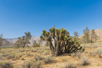 Fototapeta na wymiar Joshua tree in the desert