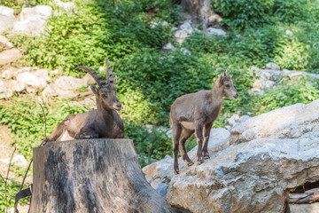 Young alpine ibex