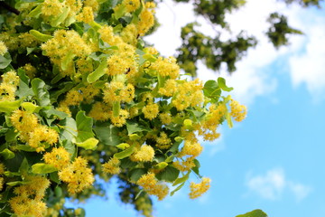 Blooming linden, lime tree in bloom against the blue sky. Used for the preparation of healing tea
