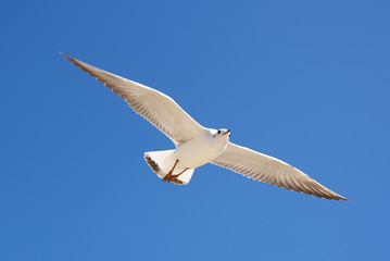 Bird fly on blue sky. sky background. Gorgeous Flight  bird with Blue sky. Seagull hovers on deep blue air.  Flying gull chick.
