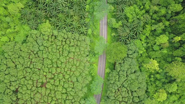 An aerial view from a drone flying the rubber tree plantation with a rural road in Krabi, Thailand
