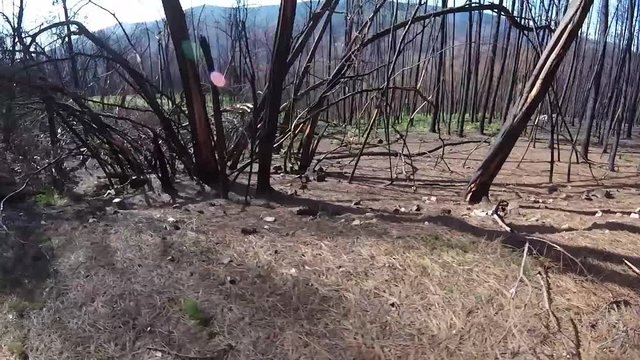 forest after fire in Portugal