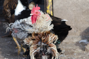 Curly hen standing in a poultry yard