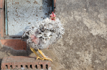 Curly hen standing in a poultry yard