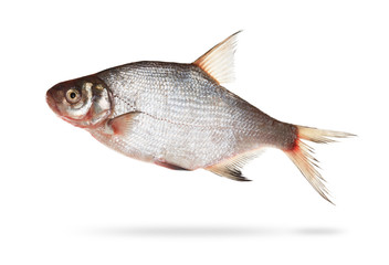 bream isolated on white background