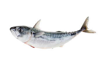 Fresh atlantic mackerel isolated on white - obrazy, fototapety, plakaty