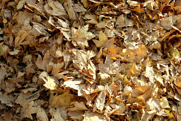 Pile of autumn leaves