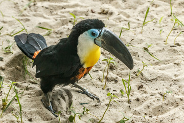Toucan sitting close-up. © bravissimos