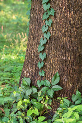 木に絡み付くツタ