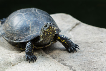 Red eared slider turtle. Trachemys scripta elegans.