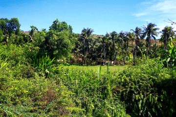 Clearing in the sunny jungle