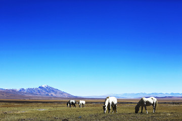 Obraz premium horses in Tibet against the background of mountains