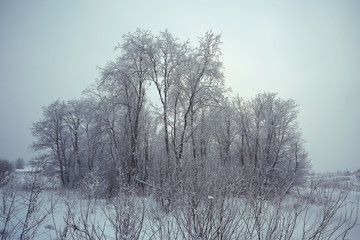 background winter forest covered with snow