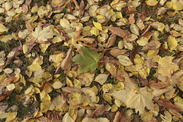 Fallen autumn leaves on the lawn. Concept of Background