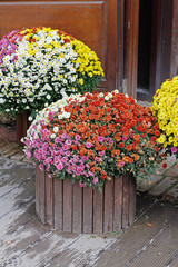 Colorful (pink, red, white and yellow) chrysanthemums in wooden pots