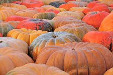 Background of colorful pumpkins at autumn festival