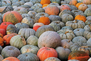 Background of colorful pumpkins at autumn festival